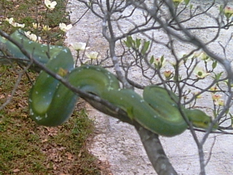 large aru