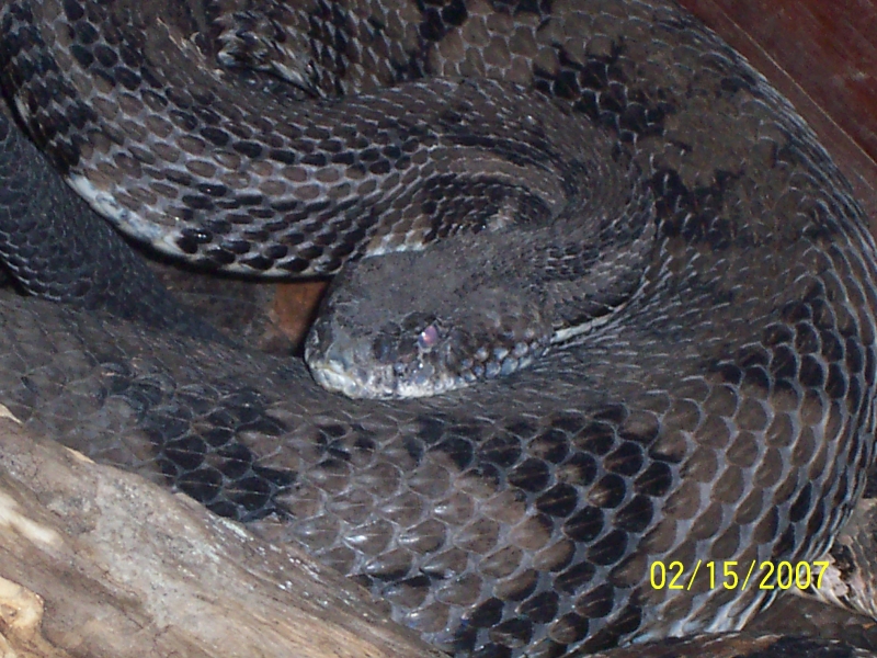 large canebrake
