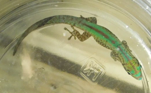 Large Female