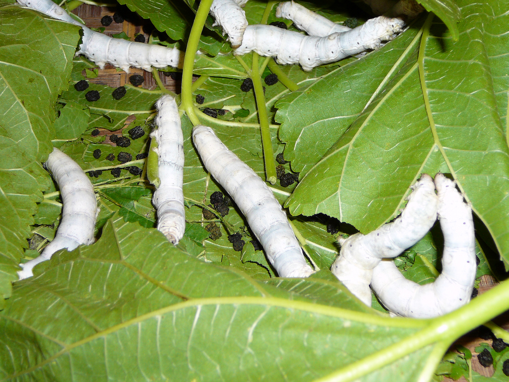 largesilk