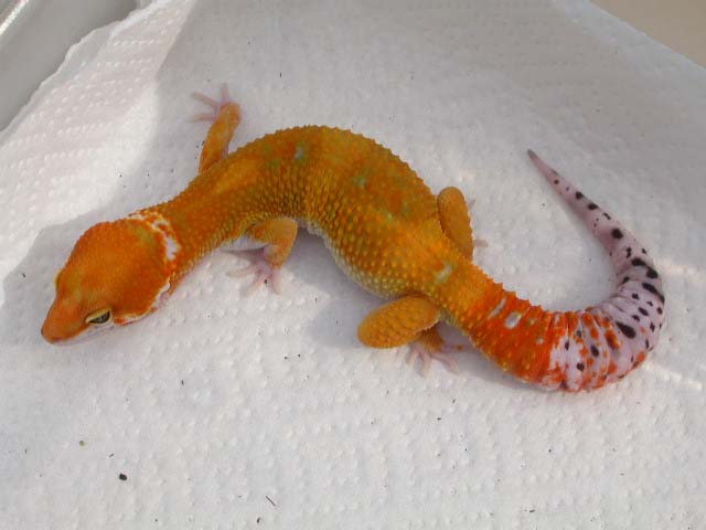 Lava x Electra in Sunlight