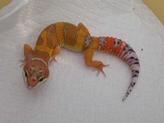 Lava x Electra no flash