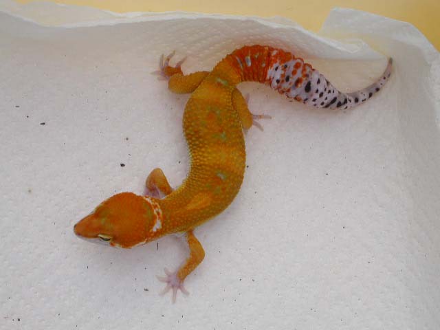 Lava x Electra no flash
