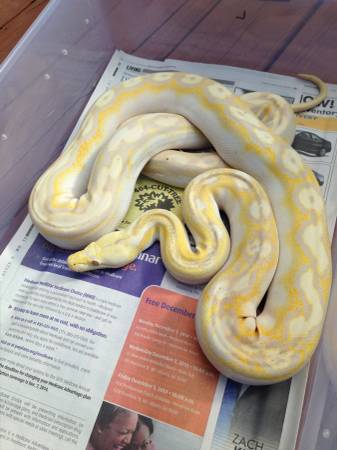 lavender albino motley paradox male