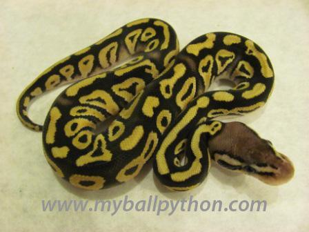 Lavender Albino