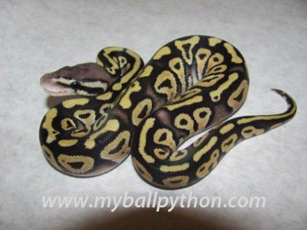 Lavender Albino