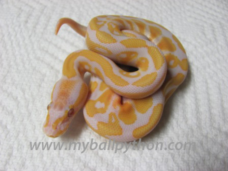 Lavender Albino