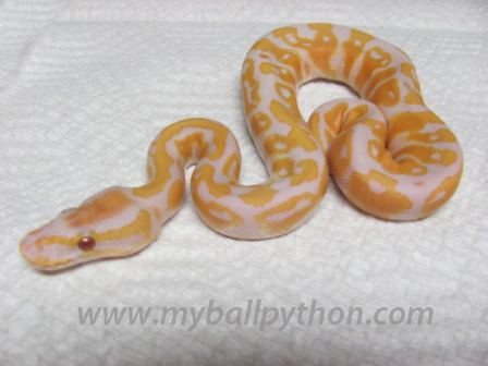 Lavender Albinos and Hets