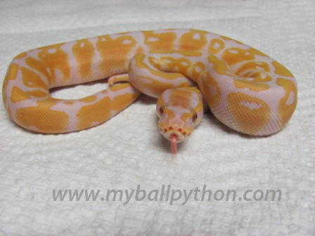 Lavender Albinos and Hets
