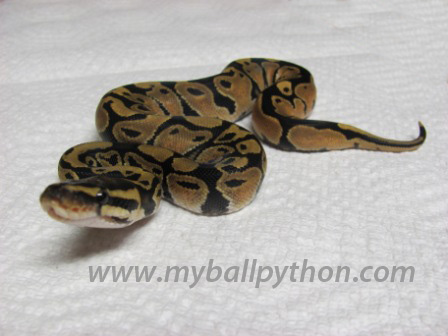 Lavender Albinos and Hets