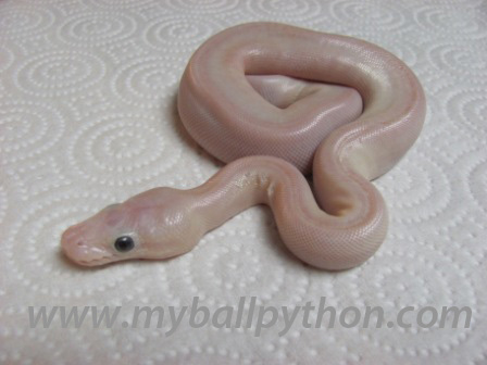Lavender Albinos and Hets