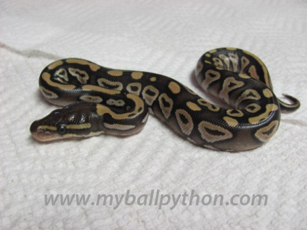 Lavender Albinos and Hets