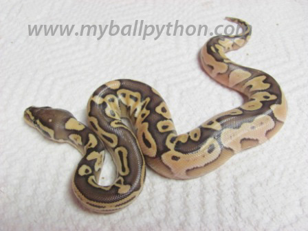 Lavender Albinos and Hets