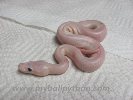 Lavender Albinos and Hets