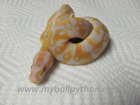 Lavender Albinos and Hets