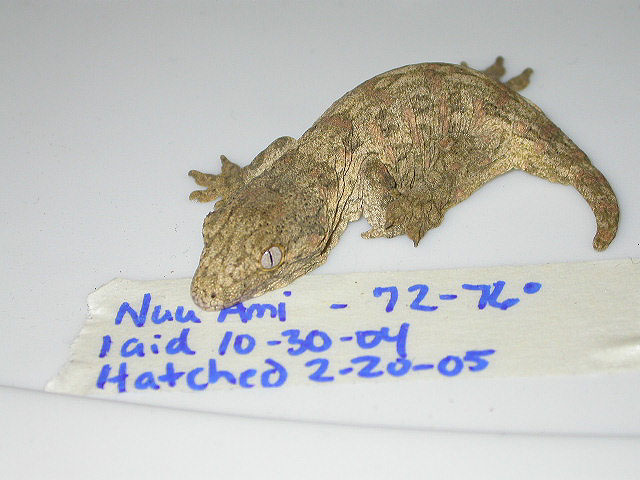 leachie goodness