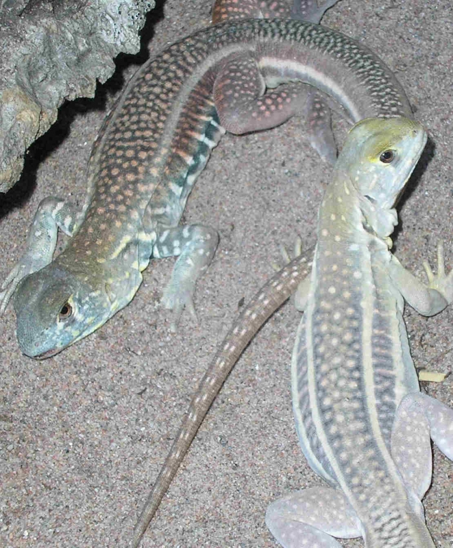 Leiolepis belliana