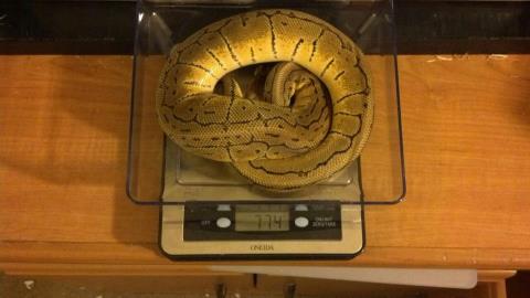 lemon_blast_weight
