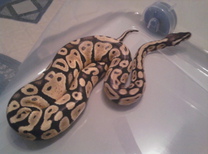 lemonpastel