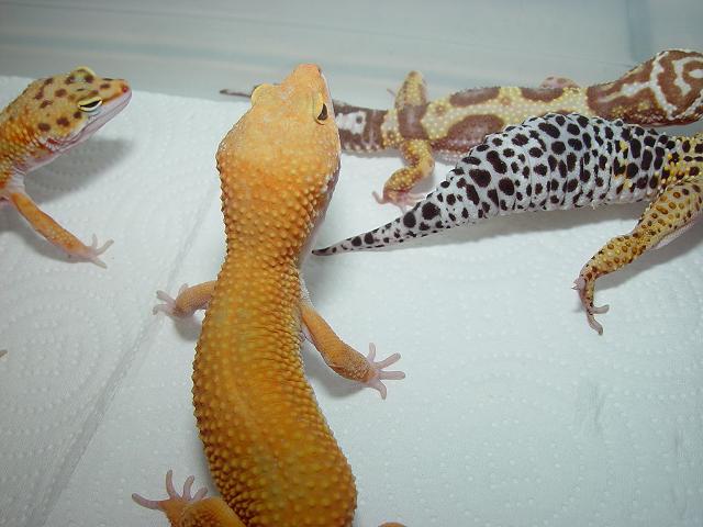 Leo Group Shot #1