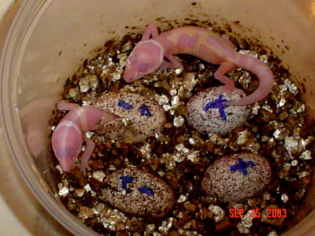 Leo Hatching