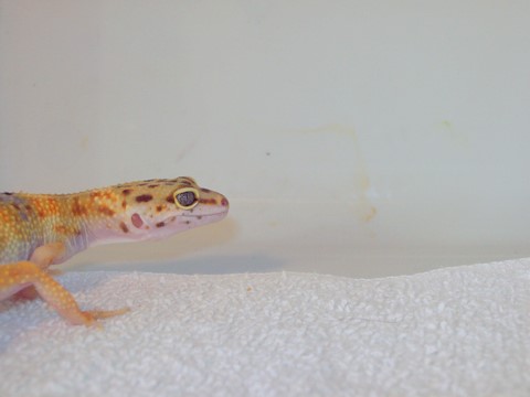 Leo- Unknown Morph eye shot