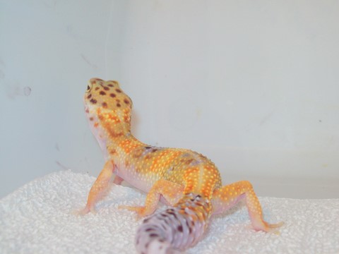 Leo- Unknown Morph