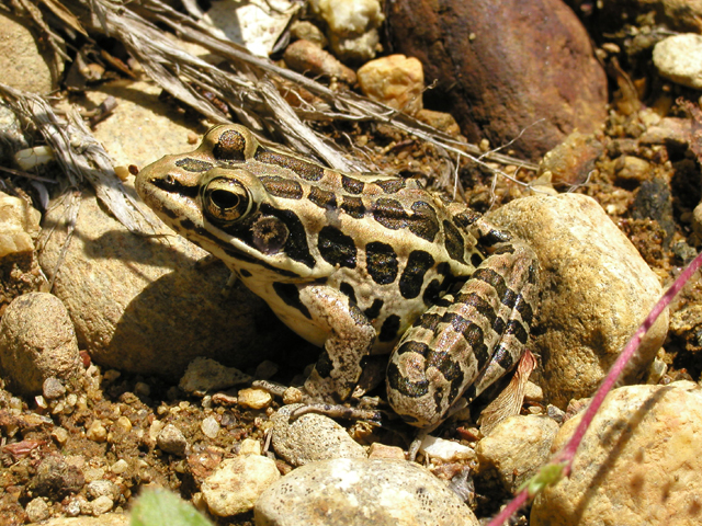 Leopard Frog