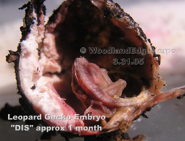 Leopard Gecko Embryo - Deceased