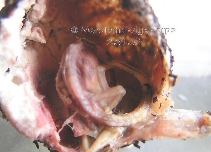Leopard Gecko Embryo - Deceased