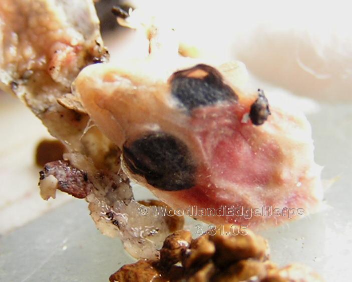 Leopard Gecko Embryo - Deceased