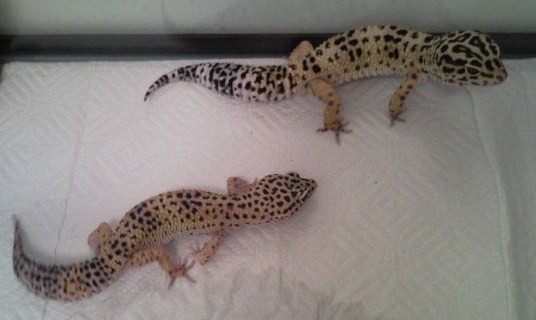 Leopard Gecko Pair