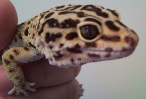 Leopard Gecko Pair