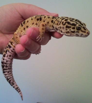 Leopard Gecko Pair