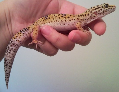 Leopard Gecko Pair