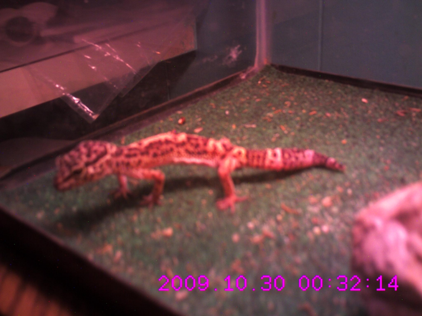 leopard gecko
