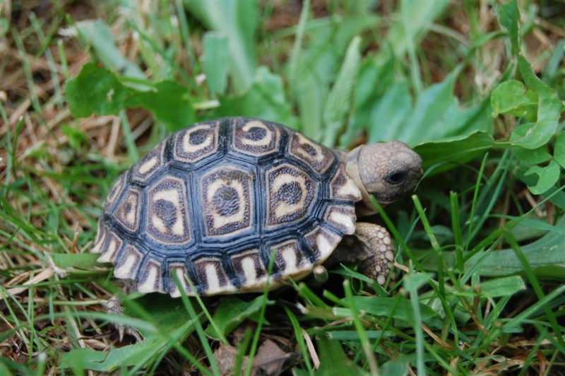 Leopard Tortoise 3