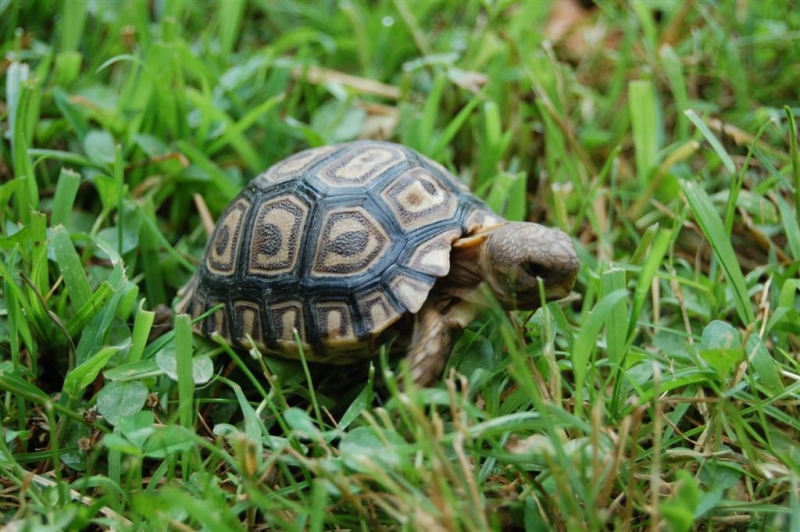 Leopard Tortoise