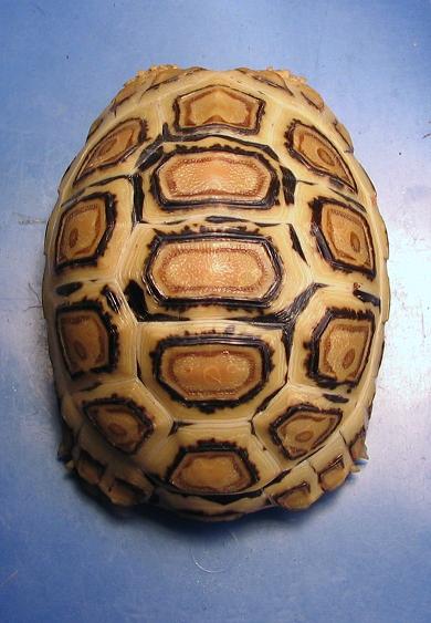 Leopard Tortoise