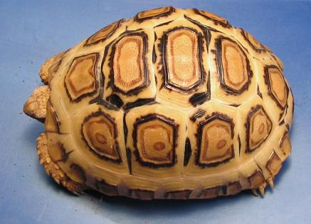 Leopard Tortoise