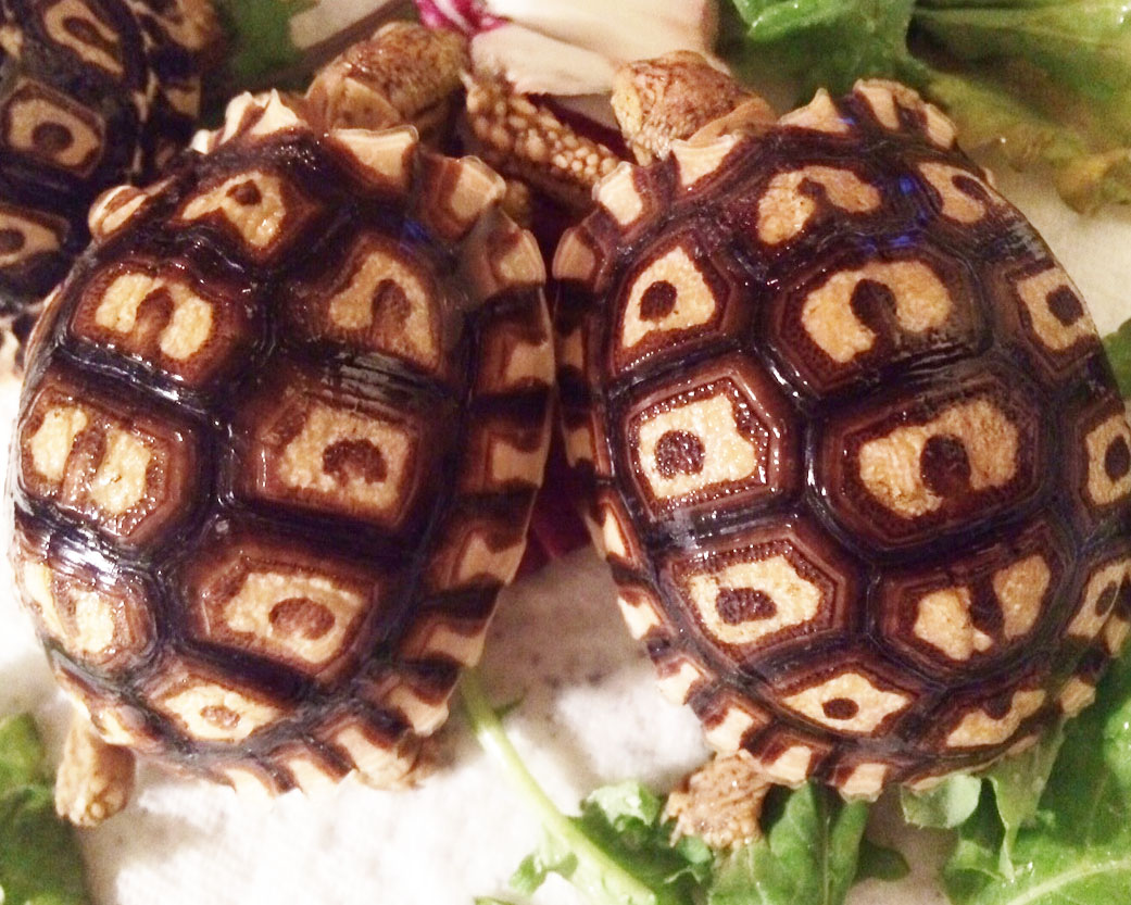 LEOPRACATA_hatchlings_2_months