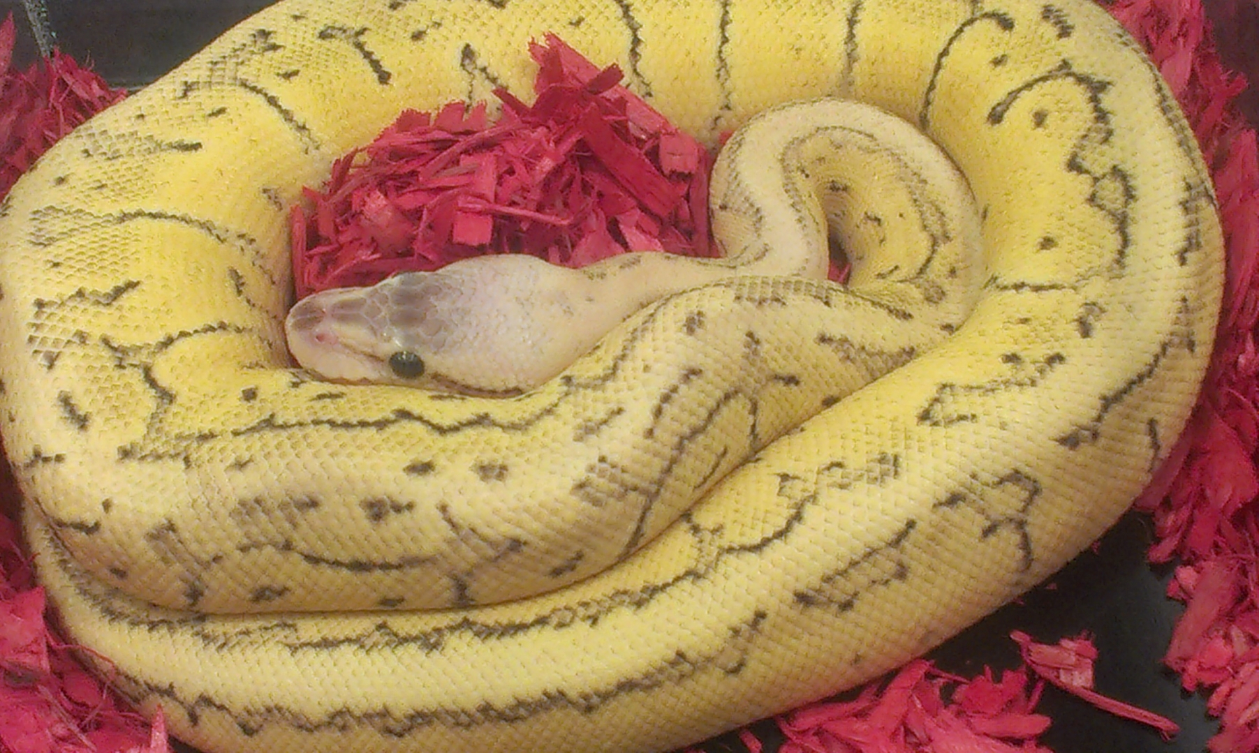 lesser pastel,spider, pinstripe