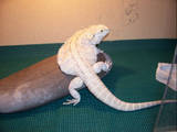 Leusistic X Snow