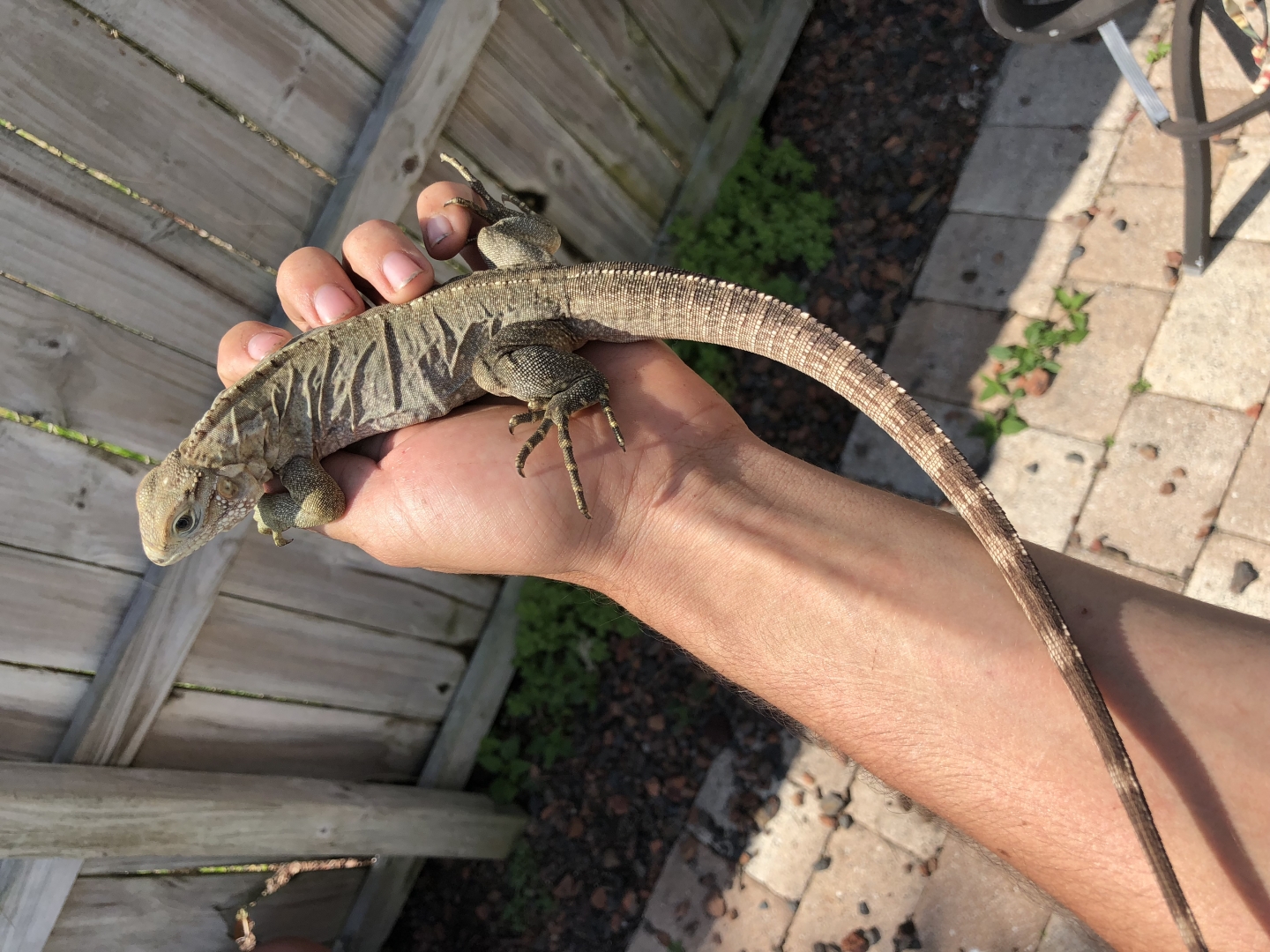 Lewisi female