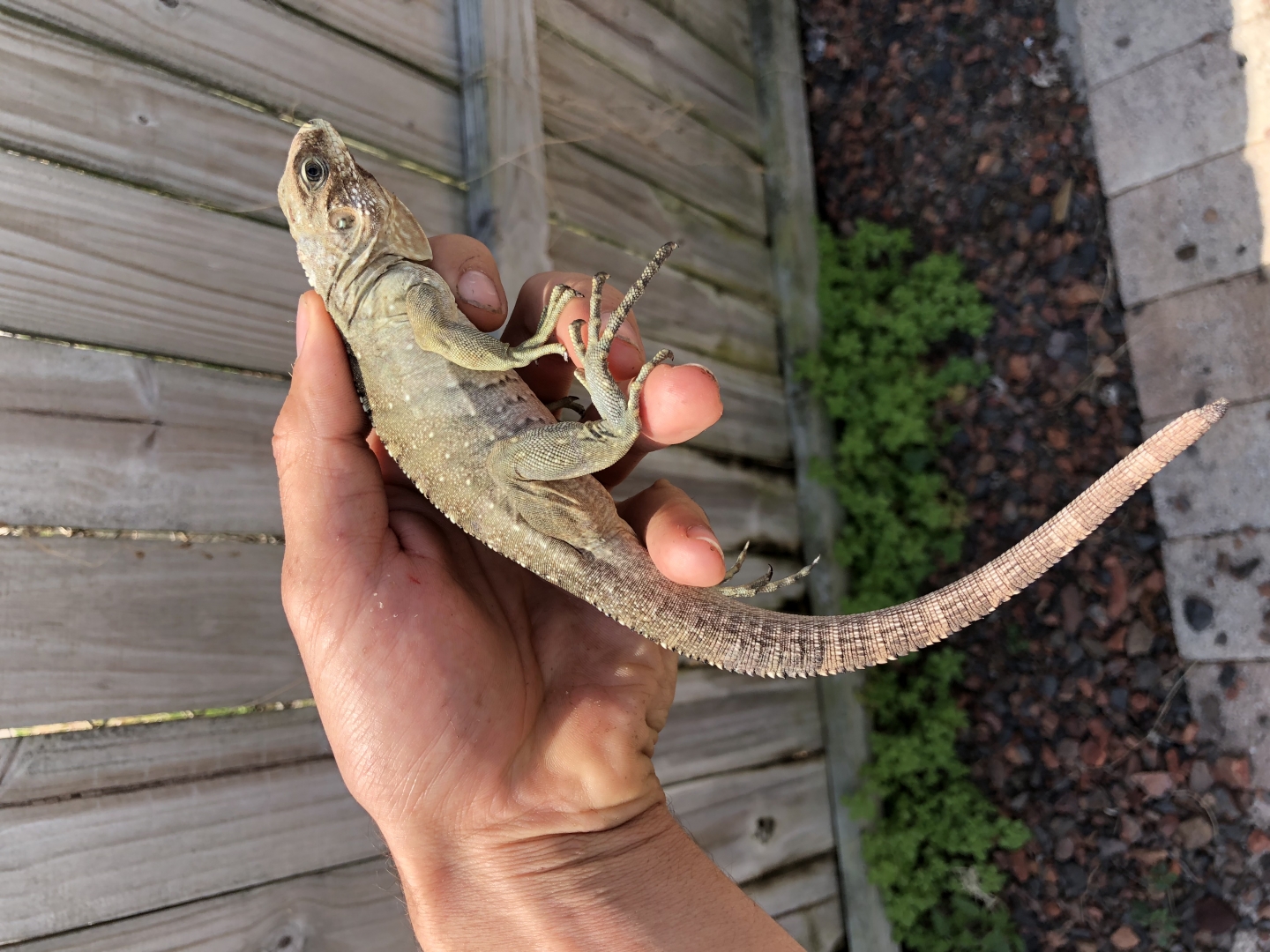 Lewisi male