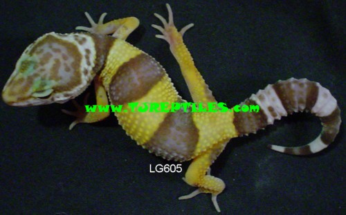 lg605a_Rainwater_Albino