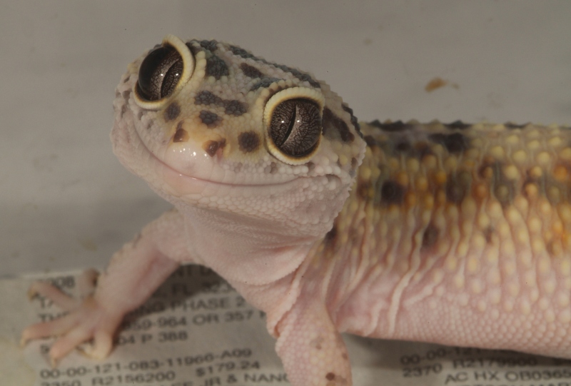 Licky Lizard