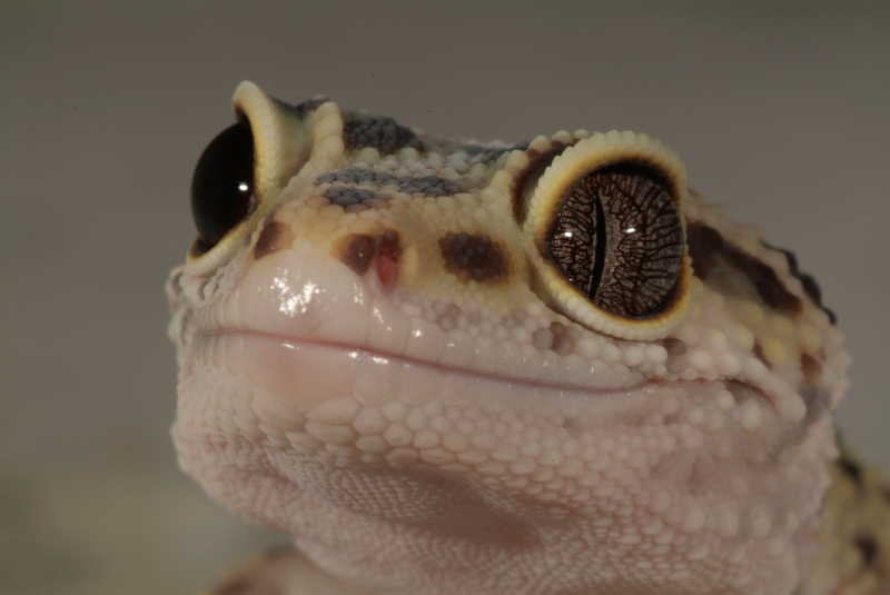 Licky Lizard