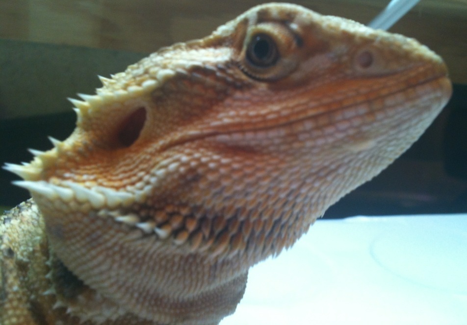 Light orange leather female