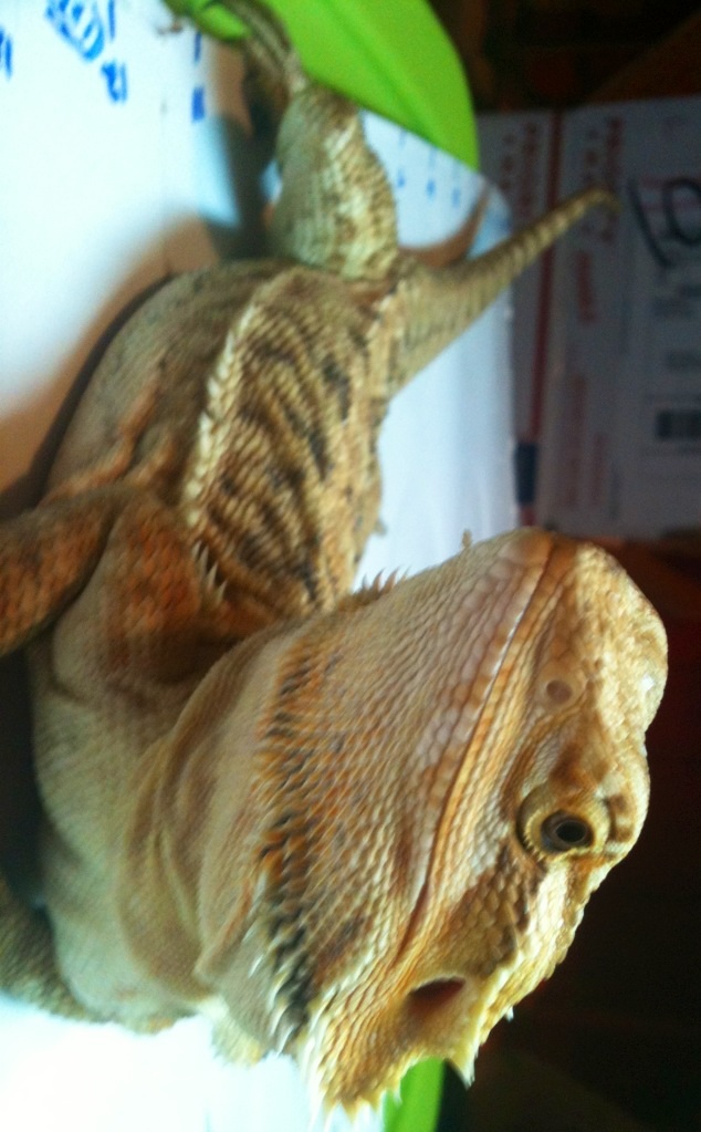 Light orange leather female